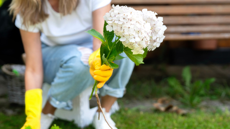 woman with yellow gloves planting hydrangea