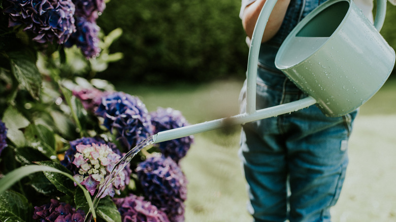 person watering purple hydrangeas with green watering can