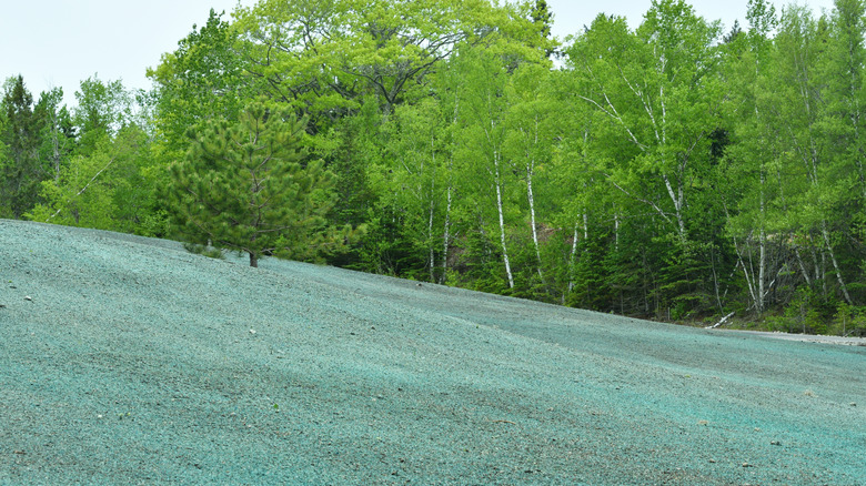 A sloping hydroseeded lawn