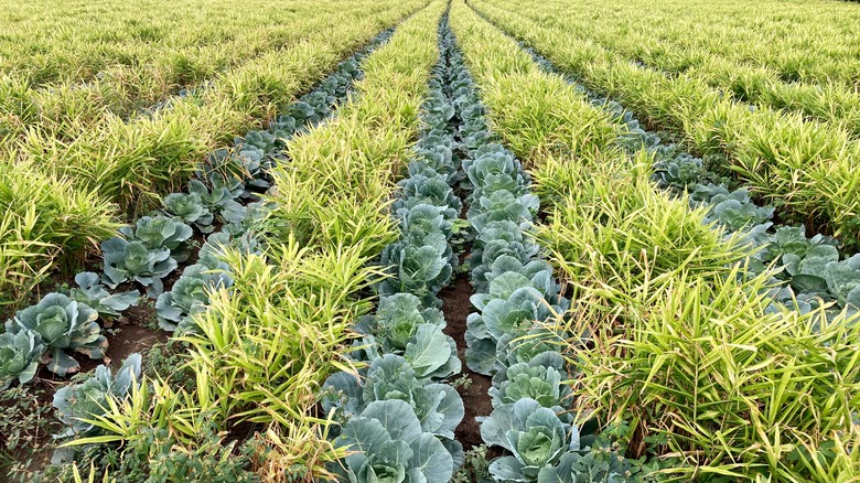 large intercropping field