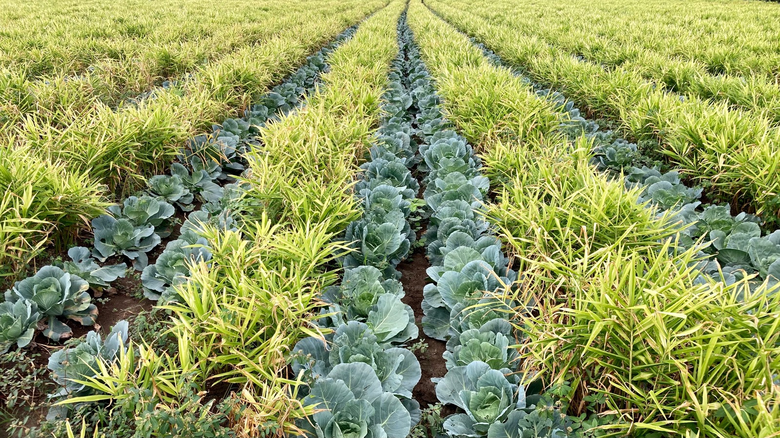 What Is Intercropping And Why Should You Keep It In Mind When Gardening what-is-intercropping-and-why-should-you-keep-it-in-mind-when-gardening