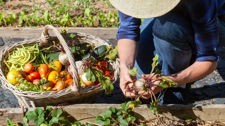 gardener harvesting multiple crops