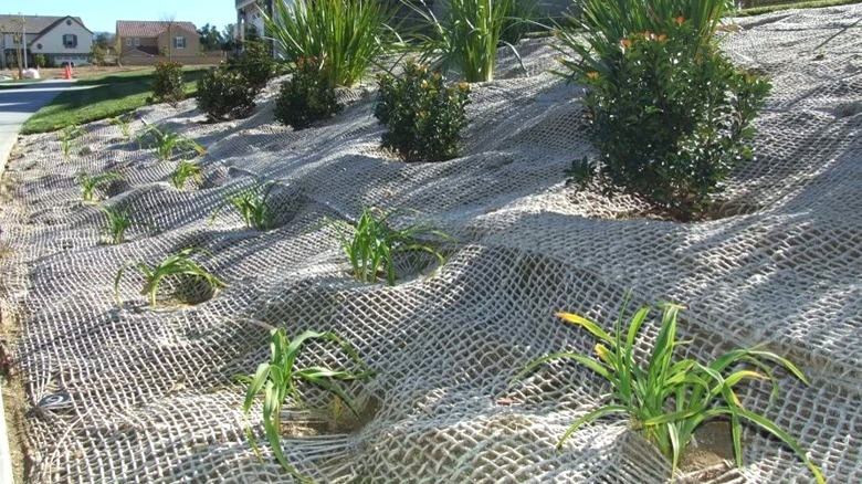 Jute Netting Installation How To Use Jute Mesh For Erosion Control Jute Netting Installation How To Use Jute Mesh For Erosion Control