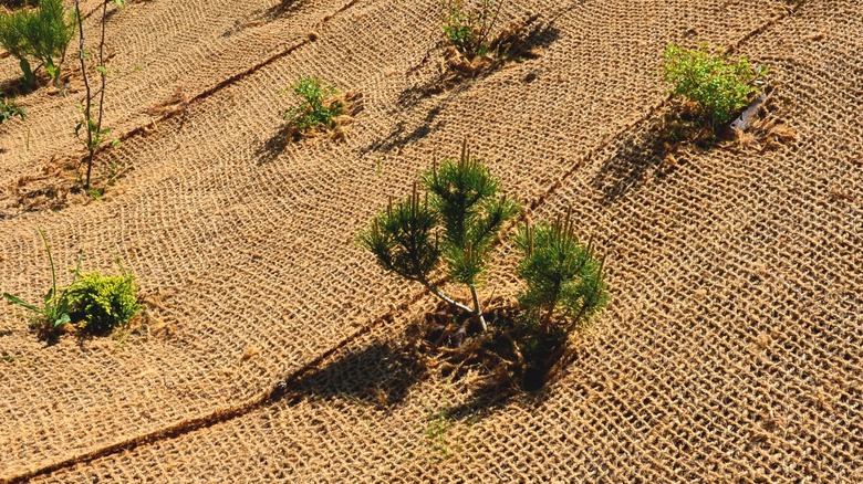 Jute netting for erosion control