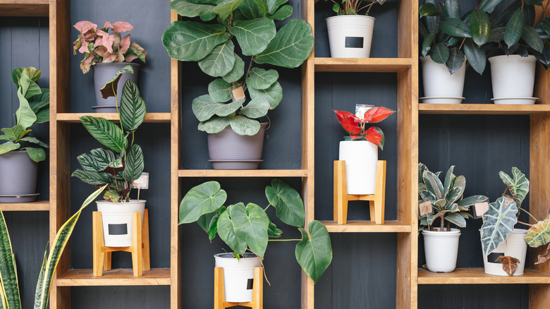 Collection of houseplants on shelves