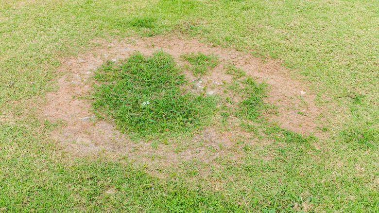 circular large lawn patch