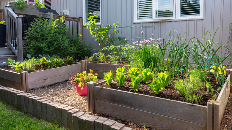 backyard garden