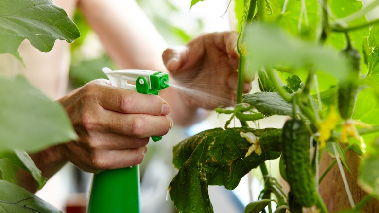 Spraying herbicide on spotted leaves