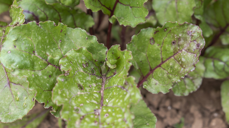 leaf spots on swiss chard