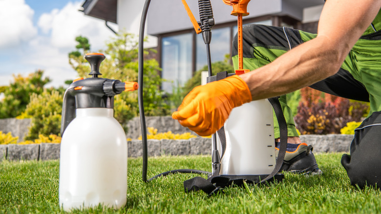 Someone in their backyard, prepping a pump sprayer with liquid fertilizer