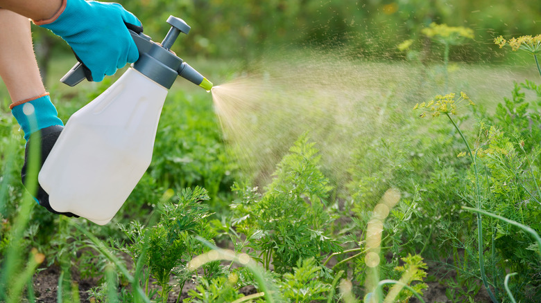 Someone spraying liquid fertilizer on their garden plants.