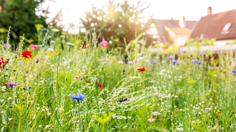 Blooming wildflowers and distant rooftops