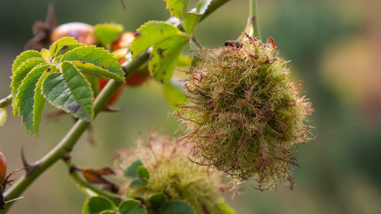 mossy rose gall on rose