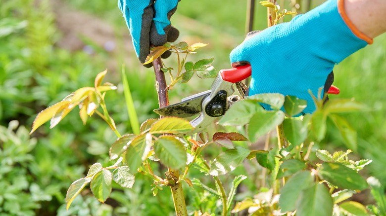 gardener pruning a rose bush