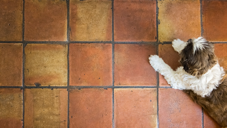 Dog laying on terracotta floor
