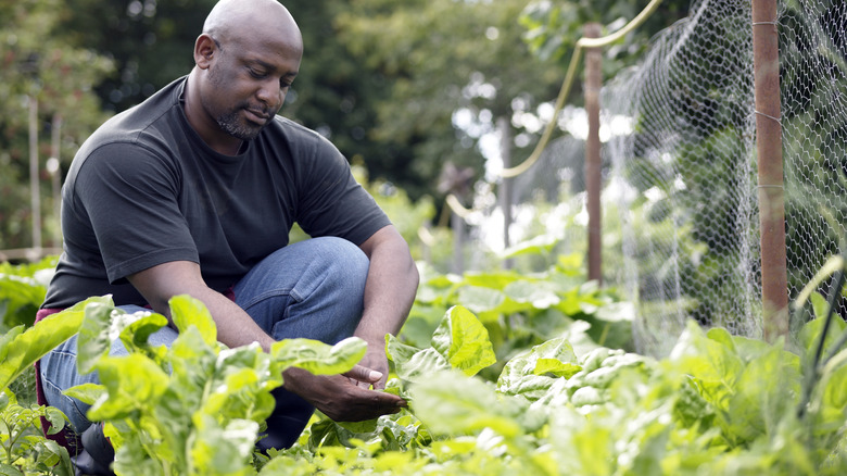 man tending a garden