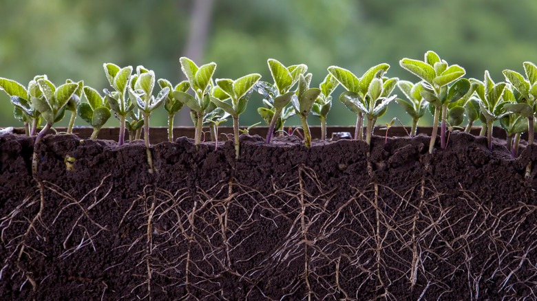 garden soil with roots