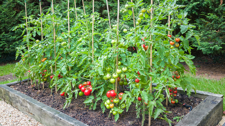 tomato garden
