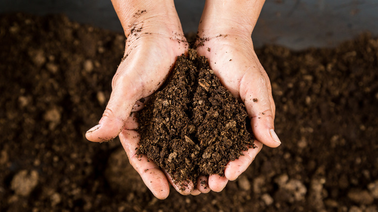 Hand carrying peat moss