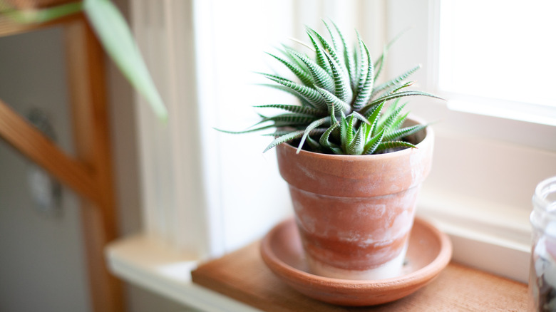 Houseplant with drainage saucer