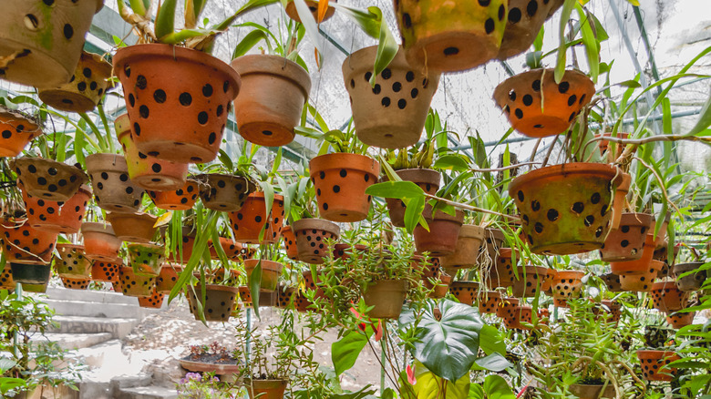 Hanging pots with drainage holes