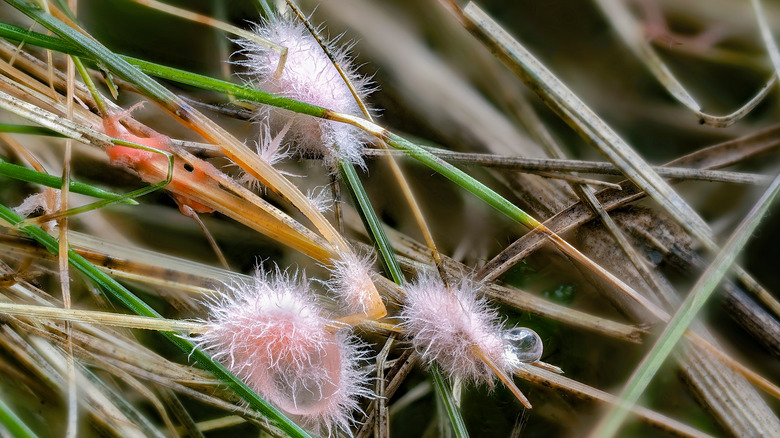 What Is Red Thread And How Do You Treat It In Your Lawn?