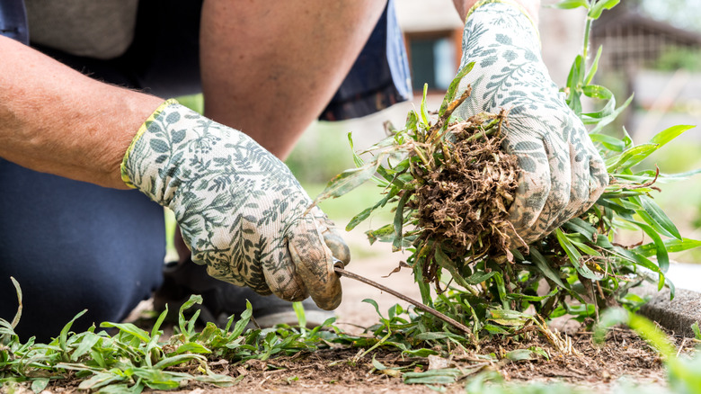 What Is Red Thread And How Do You Treat It In Your Lawn?