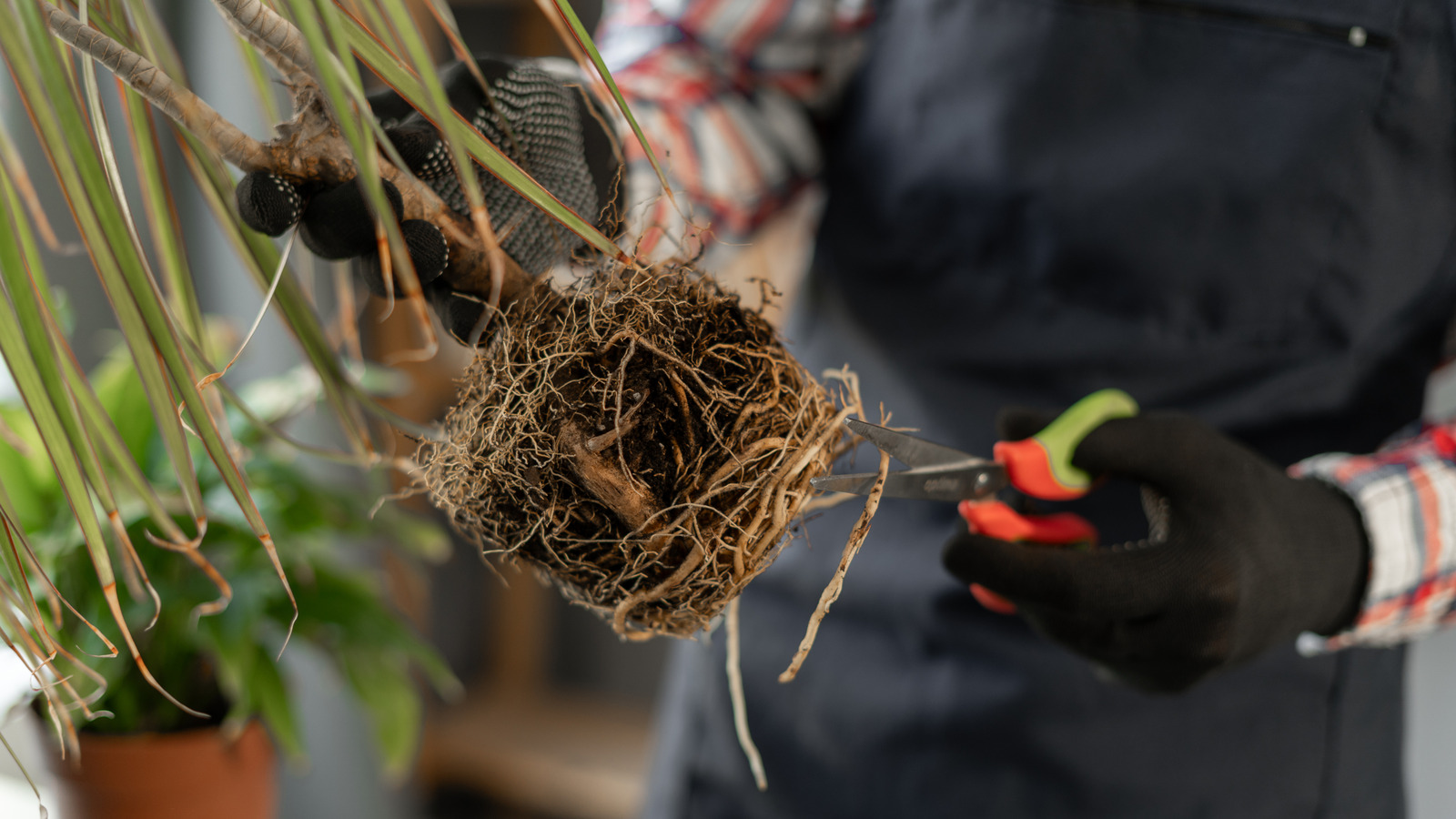 Prun Roots What Is Root Pruning And Why Do Some Plants Need It?