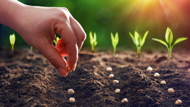 Person planting seeds in ground