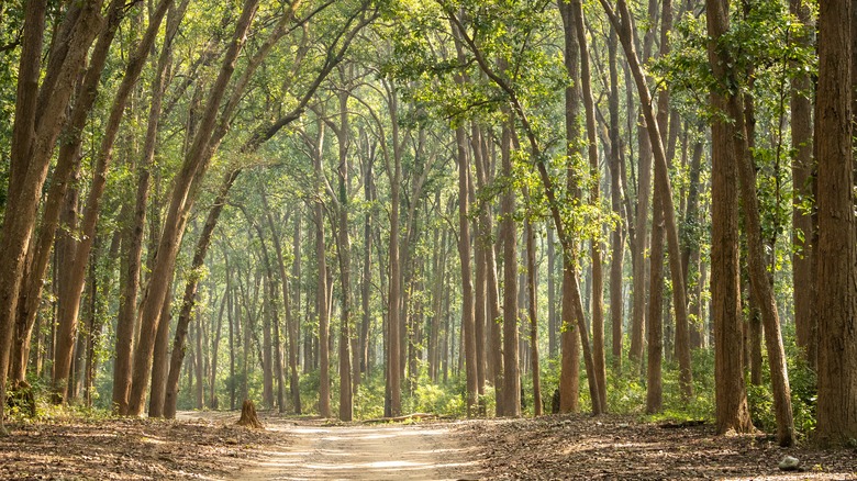 road leading through shorea forest