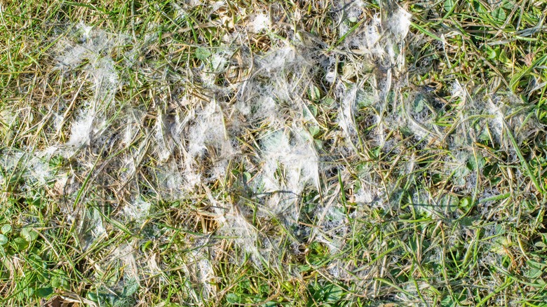 snow mold on grass