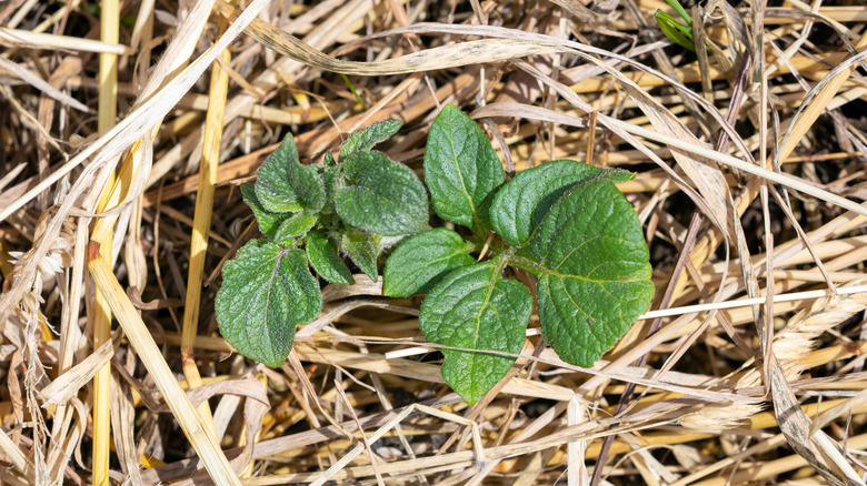 plant growing in straw