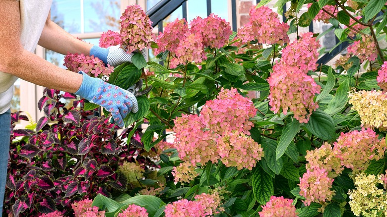 Gardener tending to a lovely large pink flowering hydrangea