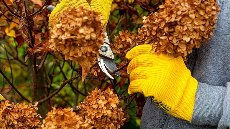A gardener wearing yellow gloves cutting back a hydrangea to remove spent flowers and one-third of the growth