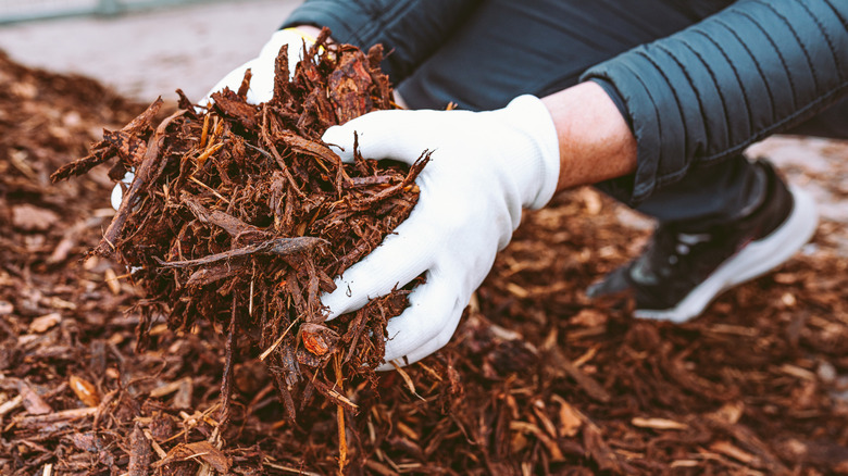 Gloved hands picking up shredded bark mulch