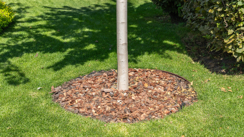 Green lawn with neat mulch around a tree