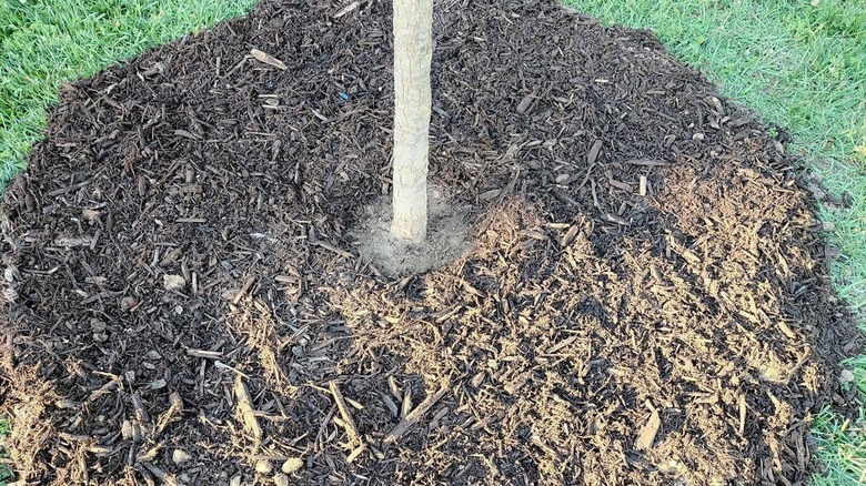 Tree mulching with 3-3-3 rule
