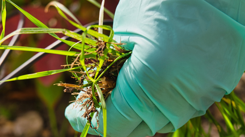 Person pulling weeds by hand