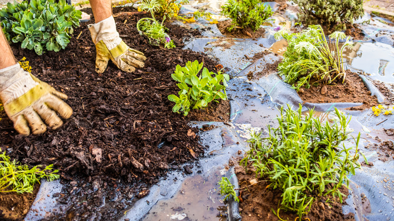 A person adding mulch over landscape fabric in the garden.