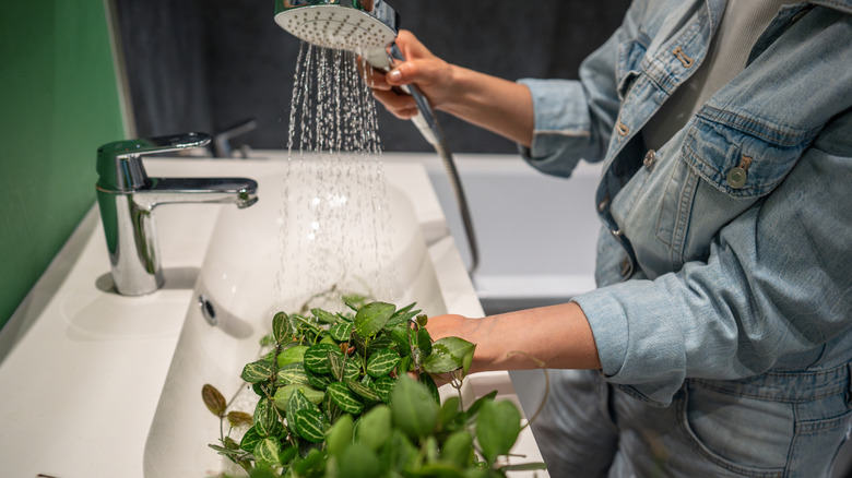 A person flushing a houseplant with water in the sink