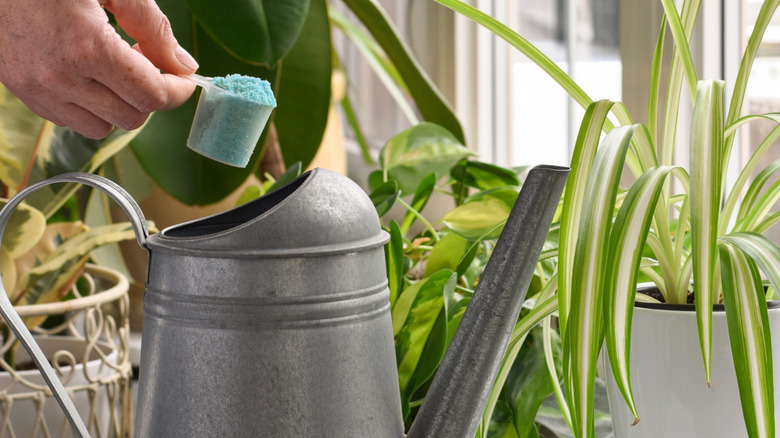 A person adding water soluble fertilizer into an indoor watering can