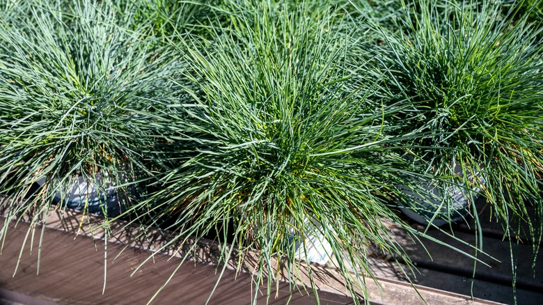 Fescue grass