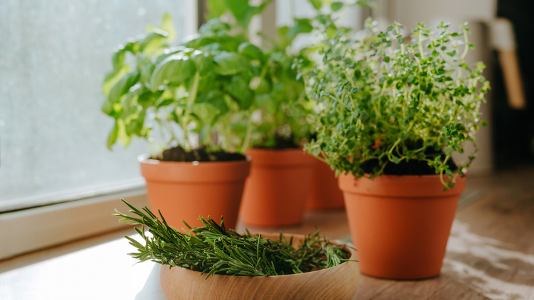 Kitchen herb garden with plants in terra cotta pots
