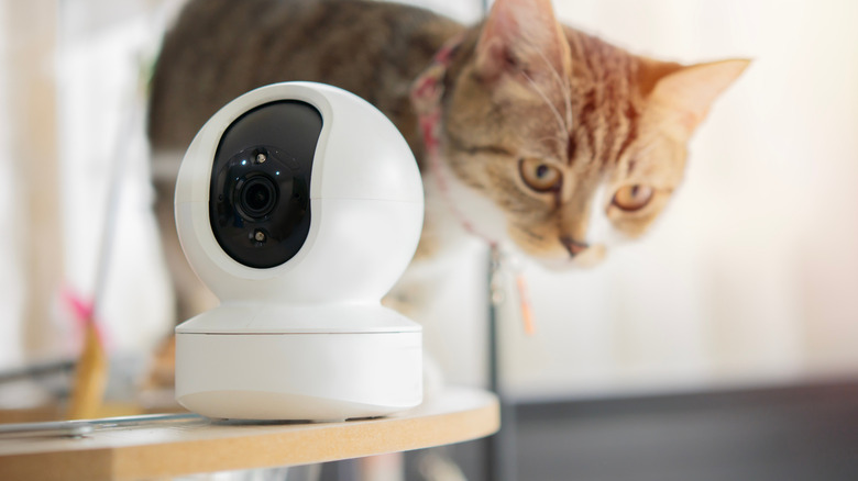 Cat near an interior home security camera