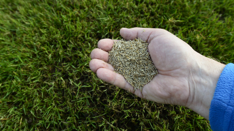 Grass seed in hand up against a lush, green lawn