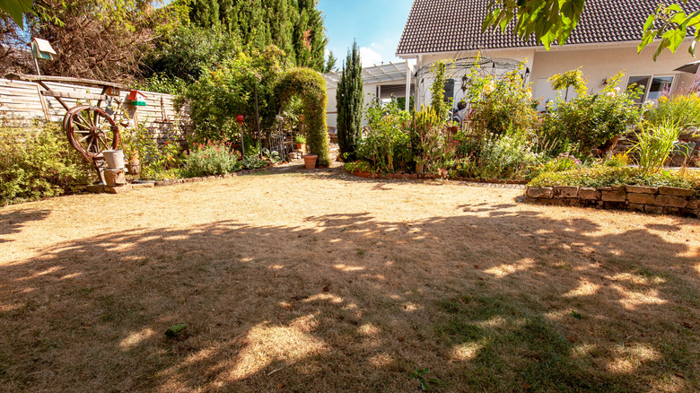 Brown grass in the lawn