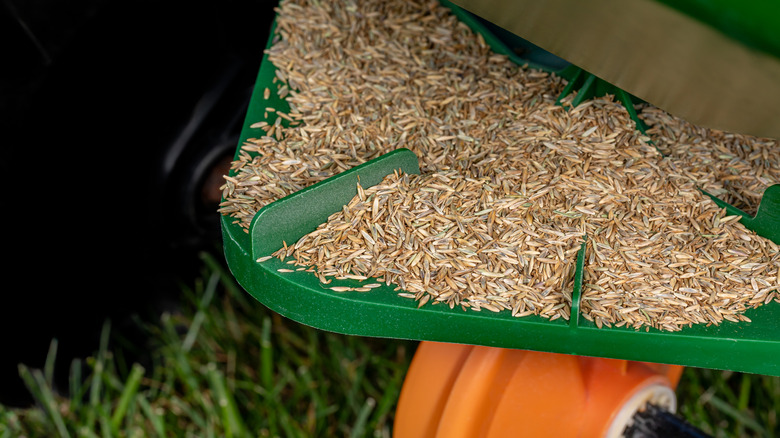 Grass seed in green spreader