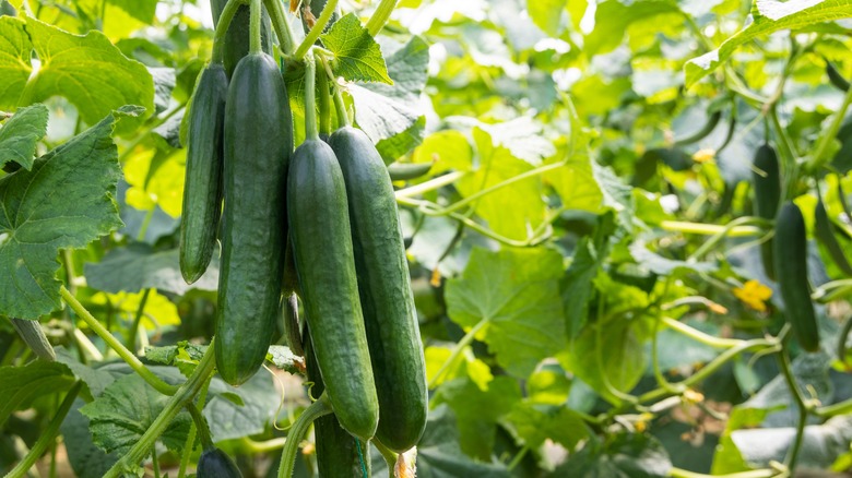 close up of vining cucumbers