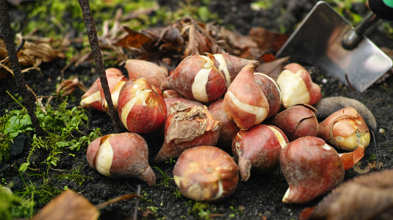 Daffodil bulbs