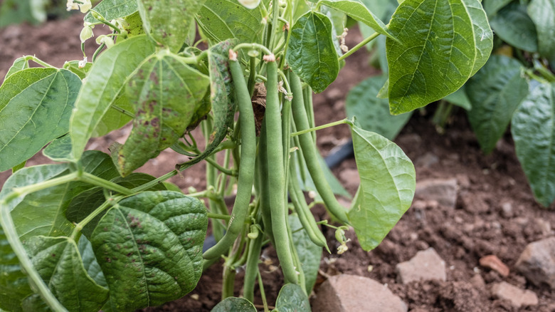green beans in vegetable garden